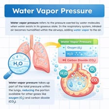 An educational illustration of water molecules dispersed through air.