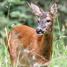 A roe deer with a reddish-brown summer coat.