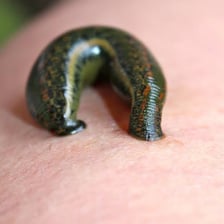 Several leeches in shallow water.