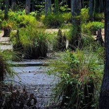 Wetland ground densely covered with sedge vegetation