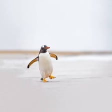 A penguin walking with a short, swaying gait on ice