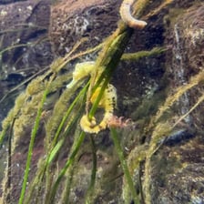 A seahorse using its curled tail to hold onto seagrass.