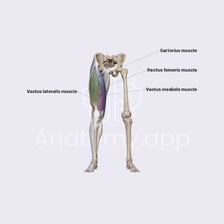 An anatomical illustration showing the sartorius muscle running across the thigh.