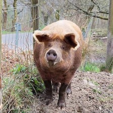 A reddish-gold Tamworth pig standing outdoors.