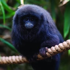 A titi monkey perched on a branch in a forest