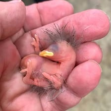 A newly hatched chick with soft yellow feathers.