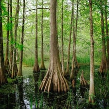 A Louisiana bayou landscape associated with Creole culture