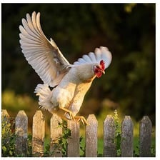 A chicken flying away from an open coop.