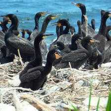 A protected wetland wildlife refuge with birds and natural habitat.
