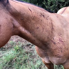A horsefly near a horse, illustrating the insect’s association with and nuisance to horses.