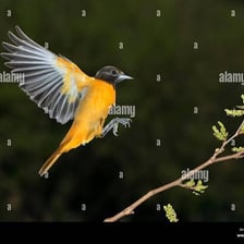 A bird landing on a tree branch.