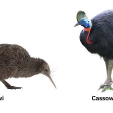 A kiwi and an ostrich, two birds that do not fly.