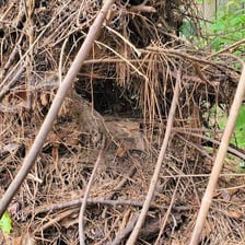 A pile of loose branches and twigs known as brushwood.