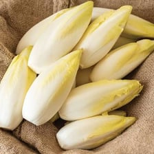 A pale, tightly packed head of witloof, or Belgian endive.