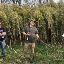 A dense stand of tall bamboo-like river cane grasses