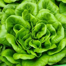 A small head of fresh Bibb butterhead lettuce.