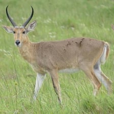 A reedbuck antelope standing in African grassland