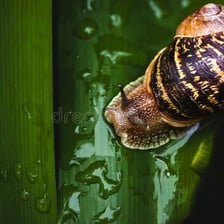 Several garden snails on a leaf