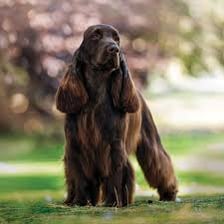 A spaniel dog standing outdoors