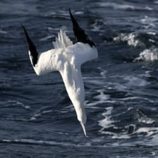 A northern gannet diving toward the sea to catch a fish