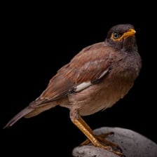 A common mynah bird perched on a branch.