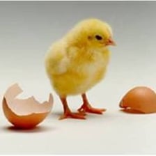A chick emerging from a cracked eggshell