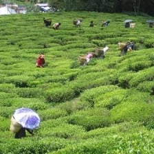 A cup of Darjeeling tea beside loose tea leaves