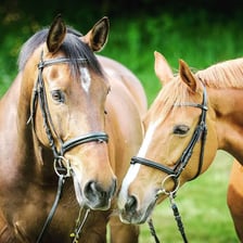 A horse wearing a bridle and reins used for control.