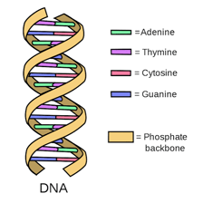 An educational illustration showing a marked location on a DNA sequence.