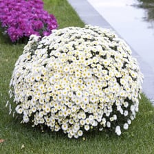 A marguerite, or ox-eye daisy, with white petals surrounding a yellow center.