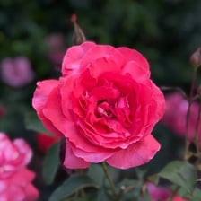 Blooming roses, commonly associated with a pleasant fragrance.