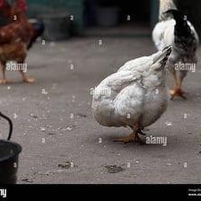 A chicken standing in a farmyard and making its characteristic clucking sound.