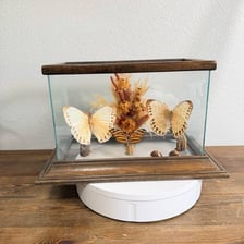 A nearly empty display case suggesting that an object is very scarce