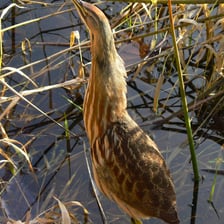 An American bittern standing among wetland grasses.