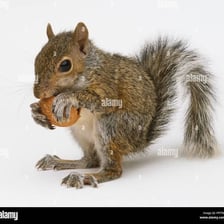 A squirrel holding and gnawing a nut.