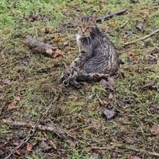 A snare trap set in a woodland setting
