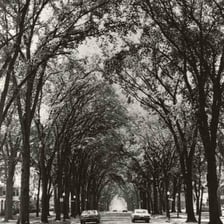 A roadway bordered by rows of elm trees.