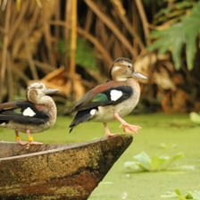 A teal duck floating on a pond