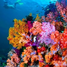 A colorful coral reef visible beneath clear seawater.