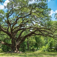 Large mature oak trees with broad sturdy trunks