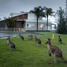 A kangaroo standing in an Australian landscape.