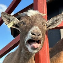 A goat standing outdoors and bleating.