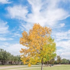 A mature elm tree casting shade over the ground.
