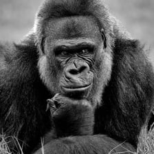 A close view of a gorilla, a great ape