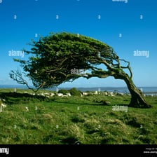 Trees bending in a sudden strong gust of wind.