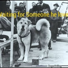 A loyal dog waiting attentively for its owner