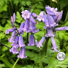 A cluster of bluebell flowers, also called wild hyacinths