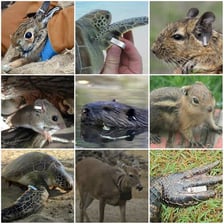 An animal bearing a visible identification tag on its ear.