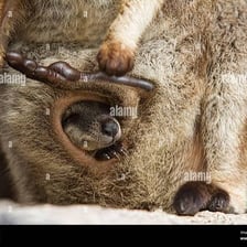 A close view of a pouch used to carry a young animal.