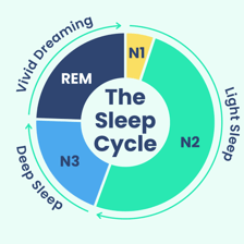 An educational illustration of rapid eye movement during sleep.